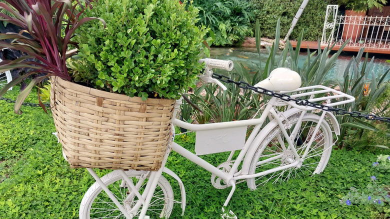 An old bicycle with plants in its wicker basket