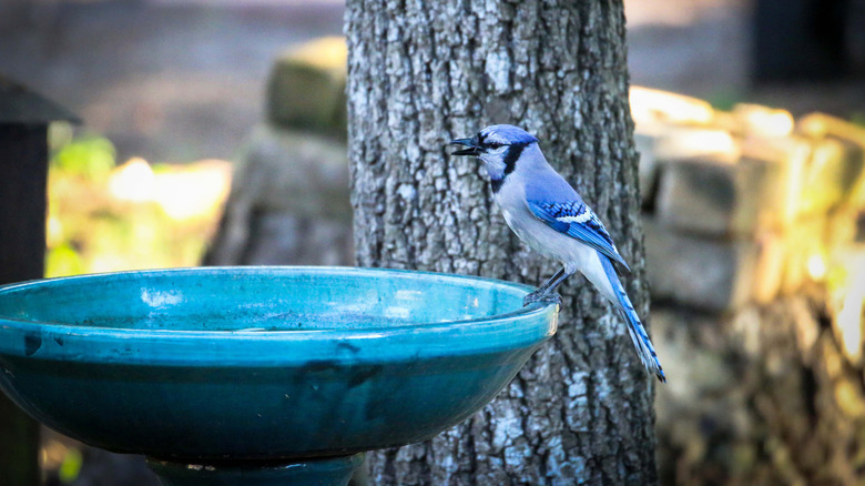 A blue jay on a blue homemade bird bath
