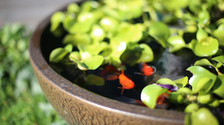 Various aquatic plants in garden pond