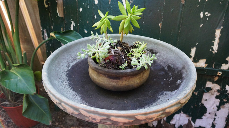 potted plant in a birdbath