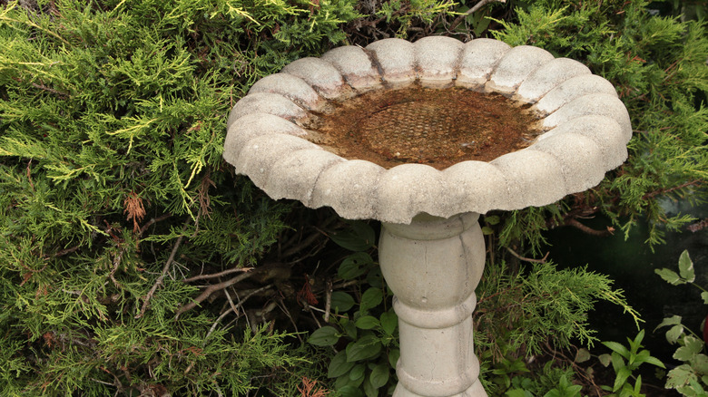 old concrete birdbath