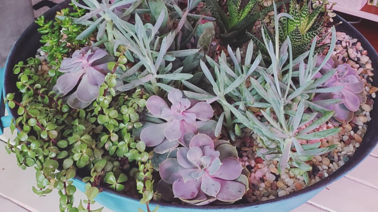 A DIYer's grill planter, full of succulents