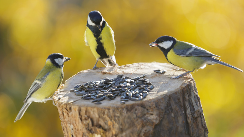 Birds eating seeds off a stump