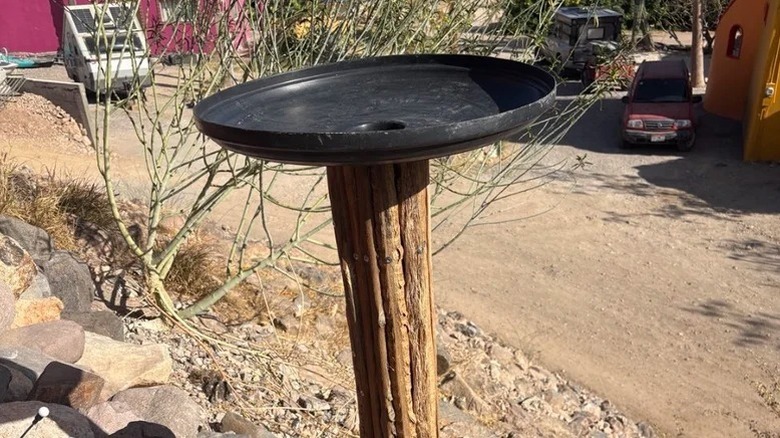 Trash can lid repurposed as a birdbath