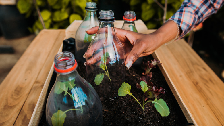 A person covering plants with plastic soda bottles