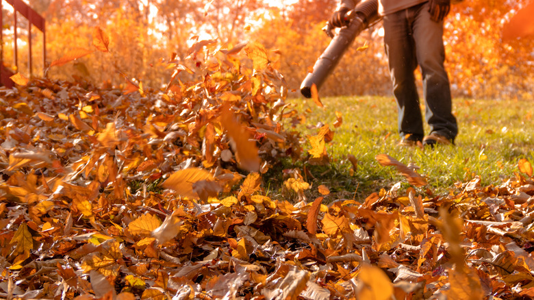 Person uses leaf blower to blow leaves in fall