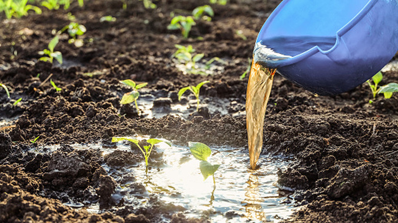 A gardener adds a hefty amount of liquid fertilizer to some sprouting plants
