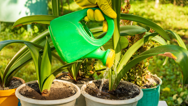 Watering plants with handheld water jug
