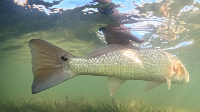 Angler releasing redfish