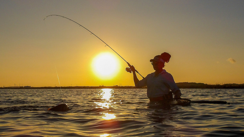 Angler landing fish at sunset on summer day