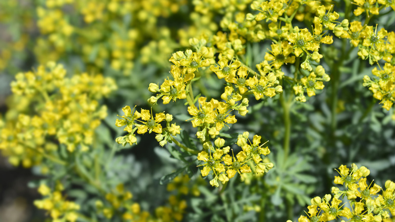 rue flowers grow in a garden