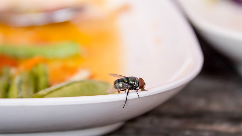 A fly sitting on the edge of a dish outdoors