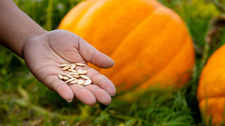 Hand holding pumpkin seeds in a pumpkin garden