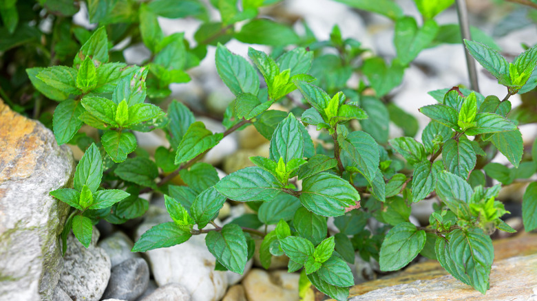 Home grown peppermint plants sprout forth from landscaping rocks