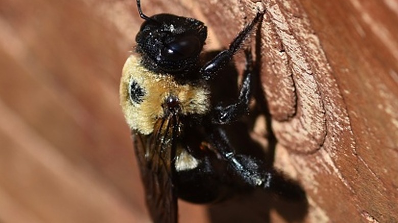 A carpenter bee on a wood deck