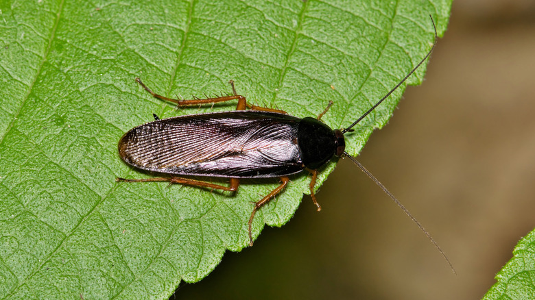 Cockroach on leaf
