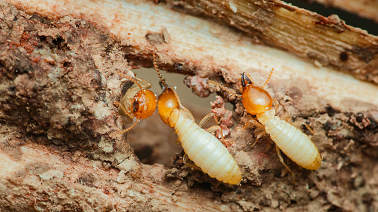 Termites, close up, in wood