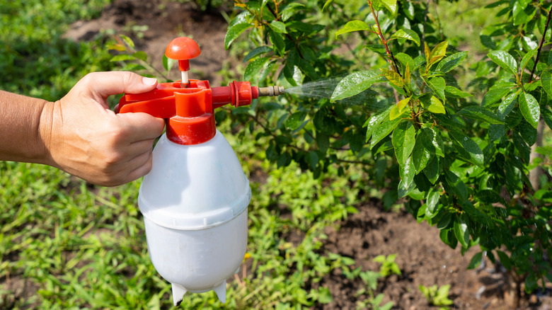 Person spraying plants with homemade bug spray