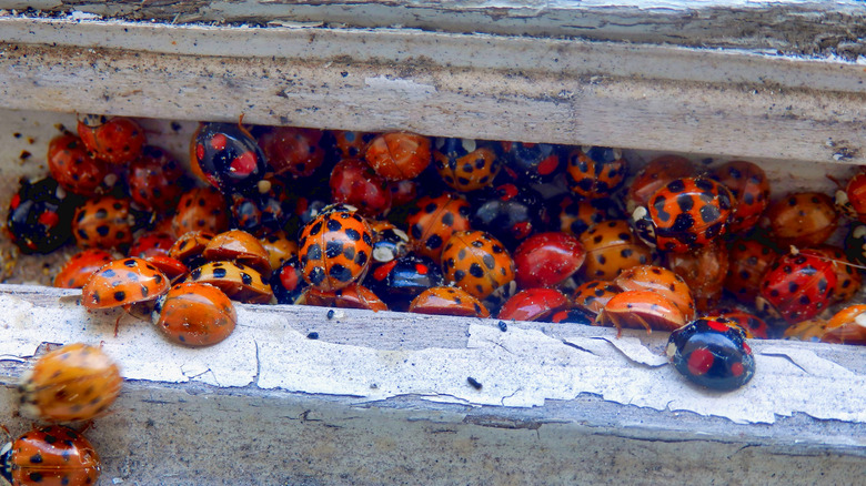 A large number of Asian lady beetles, nestled on top of each other under the eaves