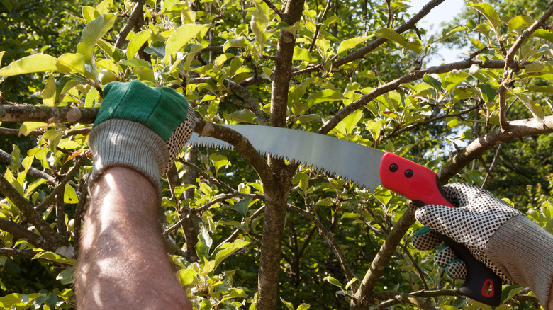 Pruning tree limbs