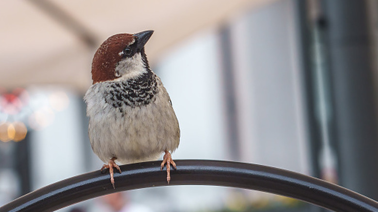 Songbird on patio furniture