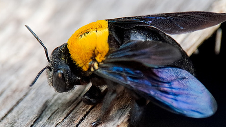 Carpenter bee