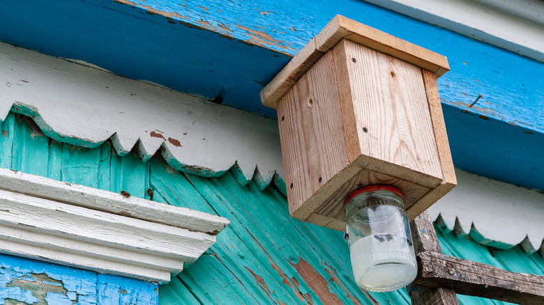Carpenter bee trap on the side of a house