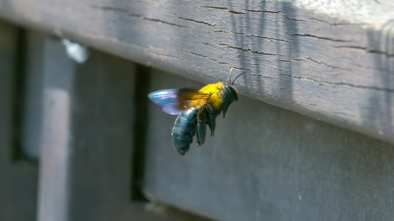 carpenter bee next to wooden railing