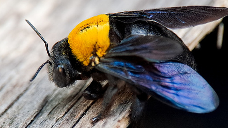 Carpenter bee on wooden railing