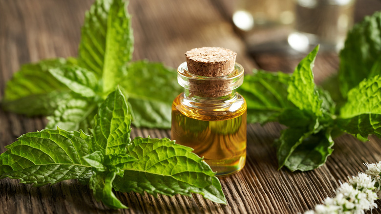 Mint leaves and essential oil on a table