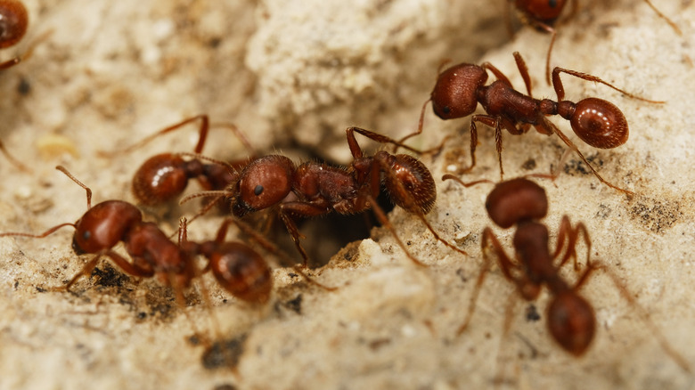 Close-up of fire ants in the dirt