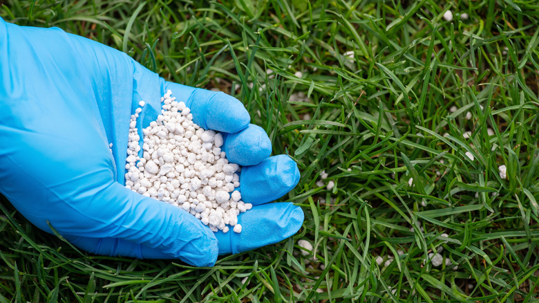 hand spreading granules in lawn