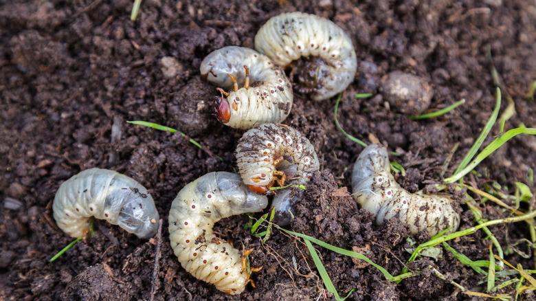 Grubs in the dirt