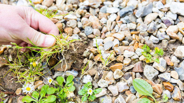 Close-up of person pulling weeds from a gravel driveway