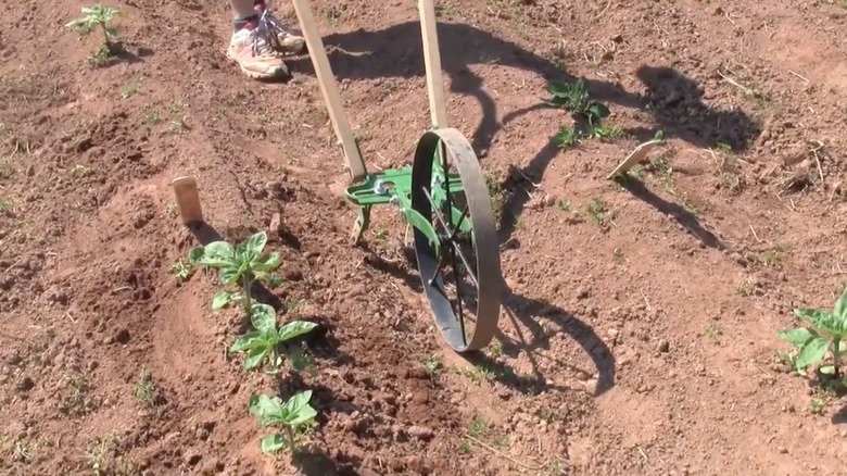 Person pushing a wheel hoe over weeds in a garden