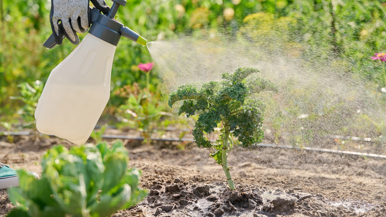 Gardener sprays a kale plant for aphids