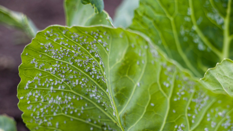 Whiteflies on kale