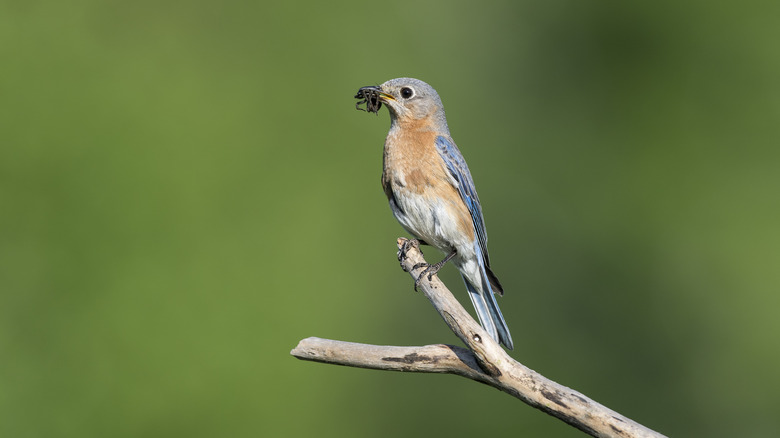 bluebird perched on a branch with an insect in its beak