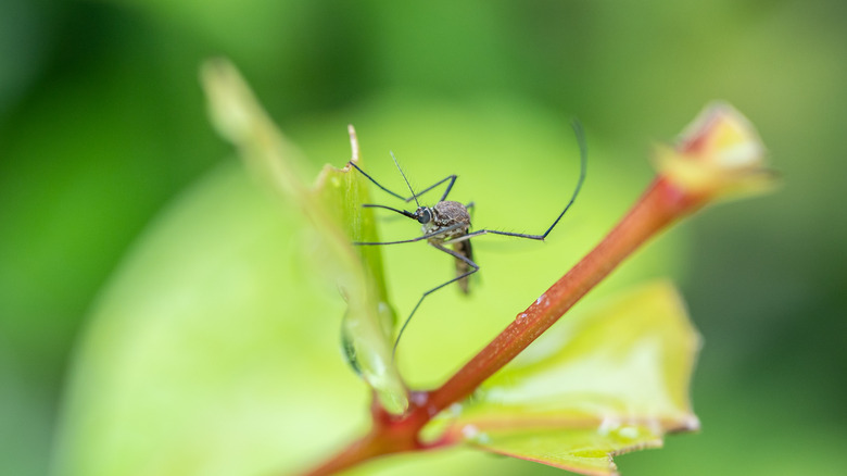 mosquito sits on a leaf