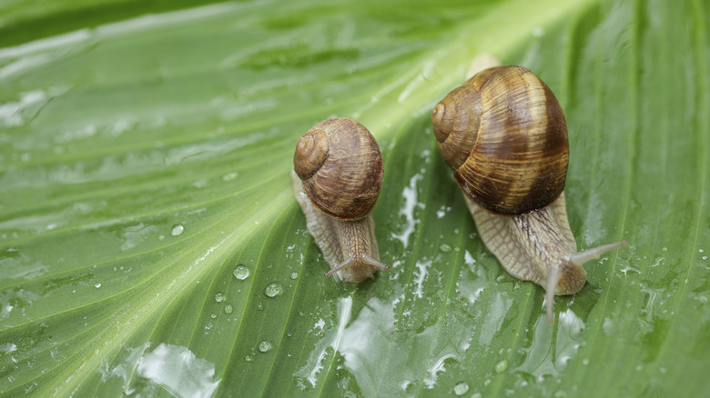 A pair of snails pester a garden on a rainy day
