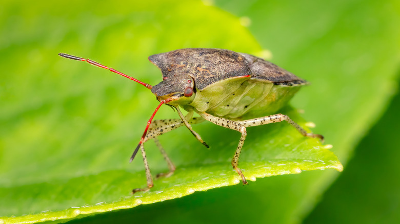 Stink bug on a leaf