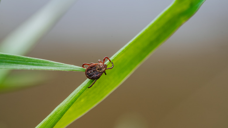 A garden tick clings to the edge of a plant