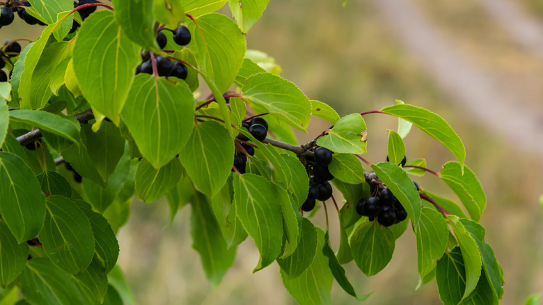 A branch of common buckthorn, adorned with ripe berries