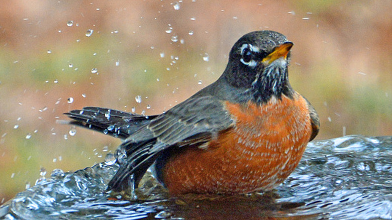 Robin close-up in birdbath