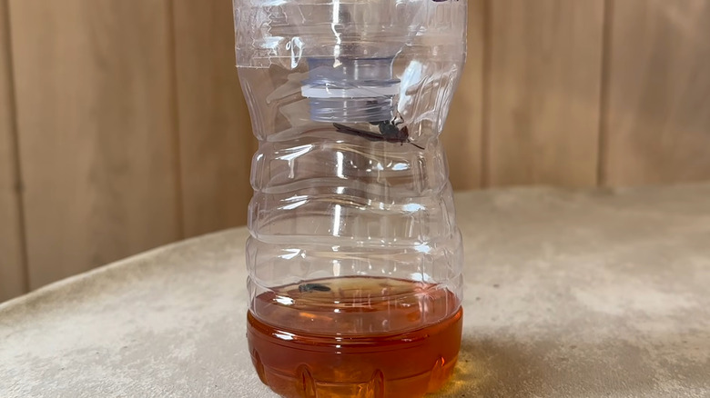 A DIY hornet trap made from a plastic bottle, left outside near the garden