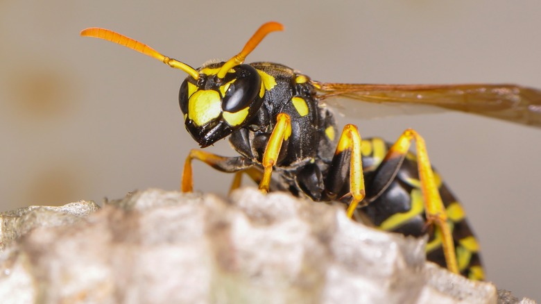Wasp sitting on a nest