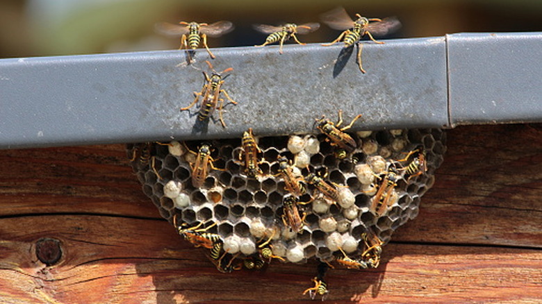 Wasp nest under eave