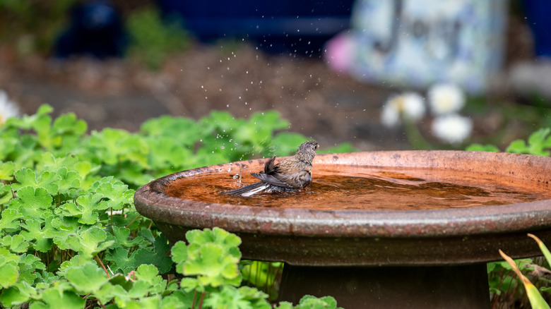 A small bird takes a dip in a garden birdbath