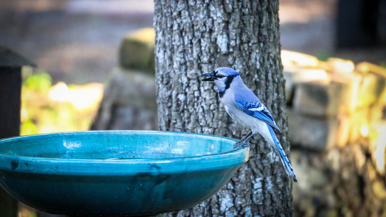 A bluejay enjoys a birdbath near a tree
