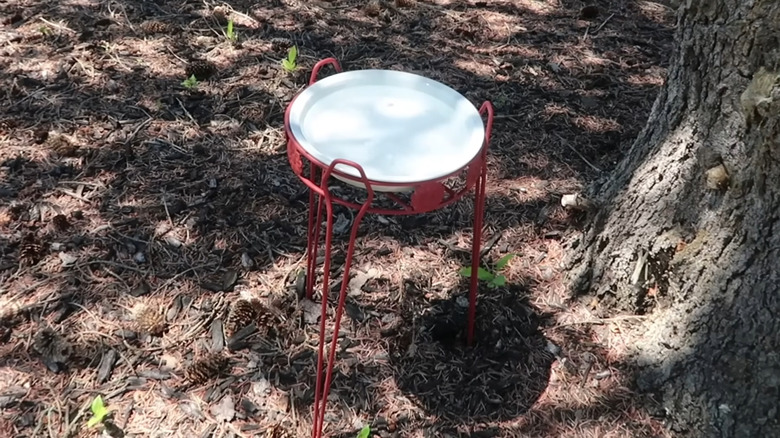 A DIY birdbath made from a plate and birdstand
